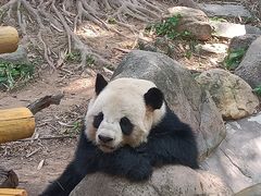 -广州长隆野生动物世界