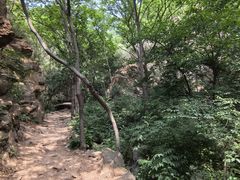 -大岭沟猕猴桃谷风景区