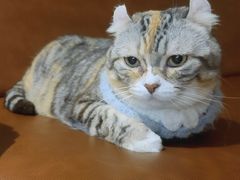-MOCHA明星猫咖(田子坊店)