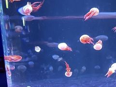 -欢乐海岸海洋奇梦馆