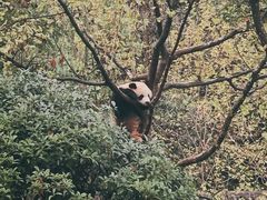 -中国大熊猫保护研究中心雅安碧峰峡基地