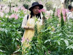-松山湖梦幻百花洲