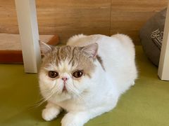 -滚猫咖啡·猫咖·猫友好撸猫(未来城店)
