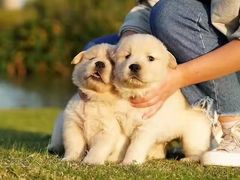 -北京京卫宠物寄养训练中心