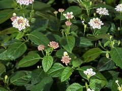 -大妙火锅·非物质文化遗产(东湖公园店)