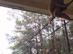 -重庆雨台山风景区