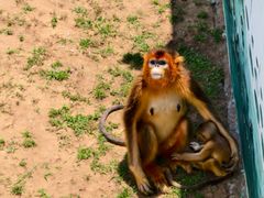 -西霞口神雕山野生动物世界