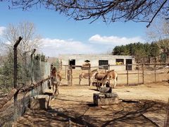 -青藏高原野生动物园