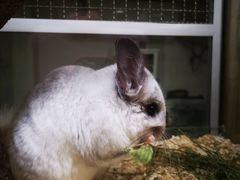 -藦茜花园宠物主题亲子互动体验馆(国顺东路店)