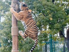 -上海野生动物园老虎餐厅