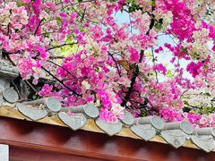 -深圳国际园林花卉博览园