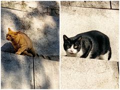 -上海自然博物馆