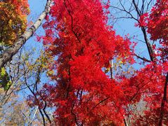 -关门山森林公园