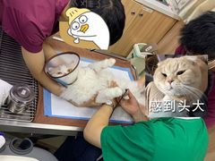 -瑞鹏宠物医院·宠保定点·心脏科·内科(御桥分院)
