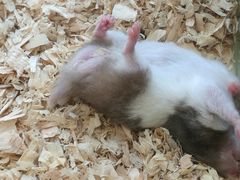 -怪兽屋·羊驼·猫咖·狗咖(俊华广场店)