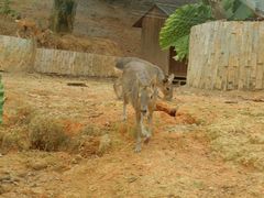 -泉州海丝野生动物世界