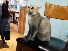 -猫小院猫主题餐厅(三里屯店)