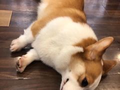 -柯斗斗主题餐厅·狗咖·围炉煮茶·茶饮(国瑞升平里店)