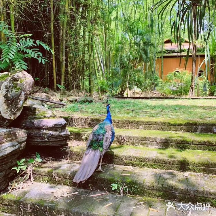 朋友以为我去了泰国 | 云南芒市| 德宏傣族景颇族自治州