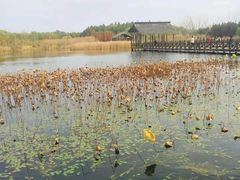 -溱湖国家湿地公园
