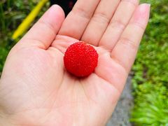 -花岙岛