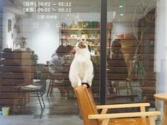 -猫里有甜