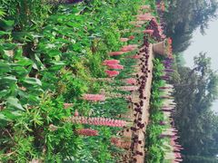 -石家庄市植物园