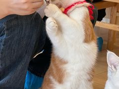 -Let's go狗咖·猫咖·奶狗·桌游(春熙路IFS店)