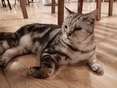 -Cappucimeow猫咪咖啡馆(韦伯时代店)