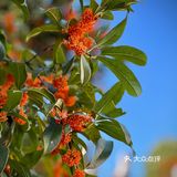 桂拂清风菊带霜