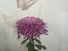 -杭州植物园
