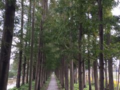 -上海长兴岛郊野公园