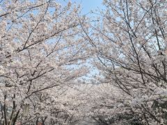 -高东镇樱花园