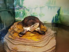 -上海大自然野生昆虫馆