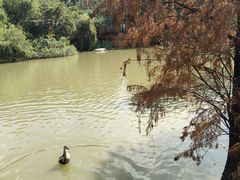 -海珠湖公园