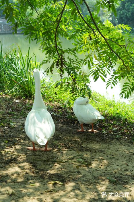 瑶湖郊野森林公园图片
