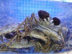-黄记大闸蟹专卖店·活蟹·醉蟹