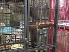 -宝鸡东道花鸟鱼虫市场(吉利花园商场店)