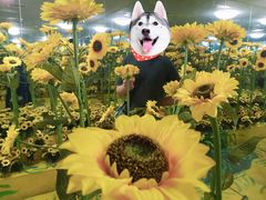 -天津梵高星空艺术馆(天河城旗舰店)