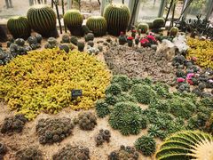 -深圳仙湖植物园