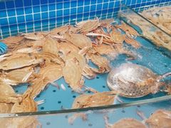 水产区-乔哥铭洋海鲜自助(皇城恒隆广场店)