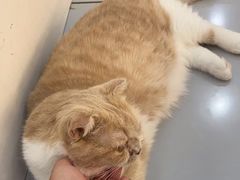 -糯米喵星人·撸猫猫舍咖啡馆(西市场嘉华店)