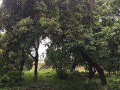 -张坝桂圆林公园