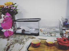 -溪岸路花鸟市场