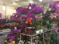 -双季花艺园艺市场(浦东店)