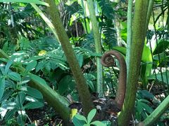 -墨尔本皇家植物园