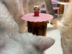 -名猫咖啡馆·撸猫·拼豆