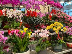 -双季花艺园艺市场(浦东店)