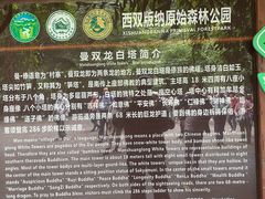 -西双版纳原始森林公园