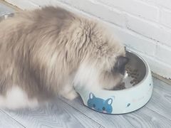 -喵屿·大理花园猫咖